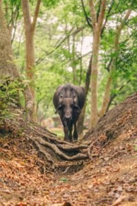 Water Buffalo